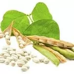 Насіння квасолі Неві Бінс, Червона довга, Пінто, Червона Шапочка.