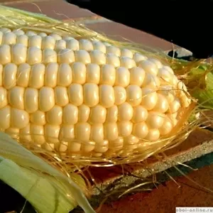Продам посевной материал кукурузы,  подсолнечника