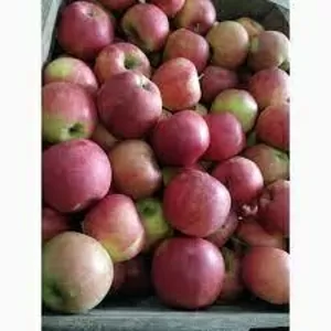 Продамо яблука від виробника: Джонапринц,  Голден,  Чемпіон,  Ханікрісп,  Фуджі