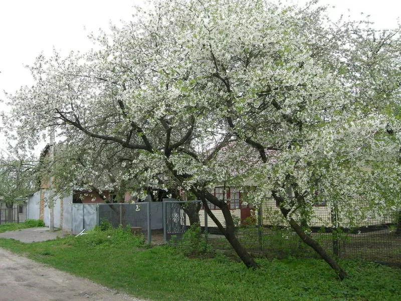 Продам дом в г. Красилов,  Хмельницкая область.