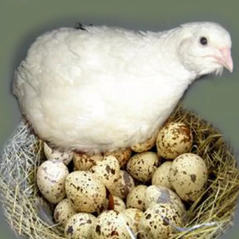 Реализуем отборные инкубационные яйца перепелов  4