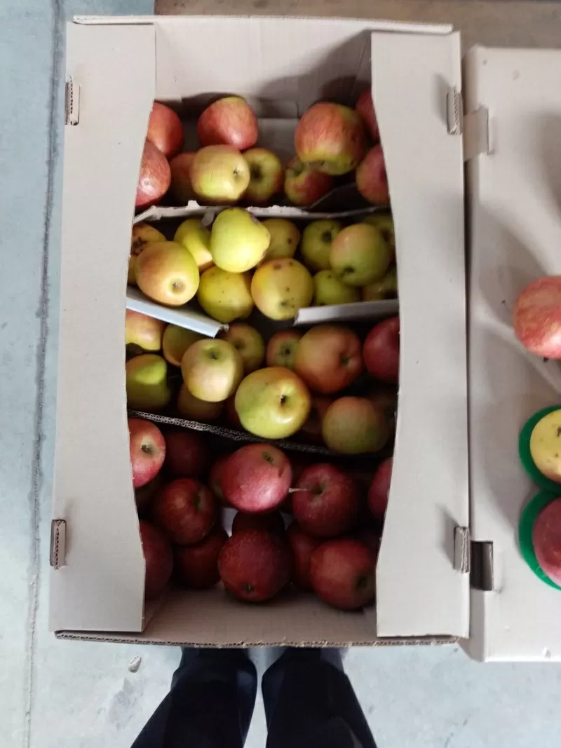 Продамо яблука від виробника: Джонапринц,  Голден,  Чемпіон,  Ханікрісп,  Фуджі 3