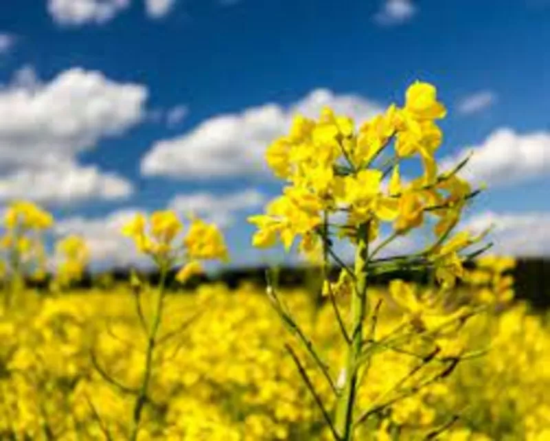 Куплю ріпак (рапс) дорого